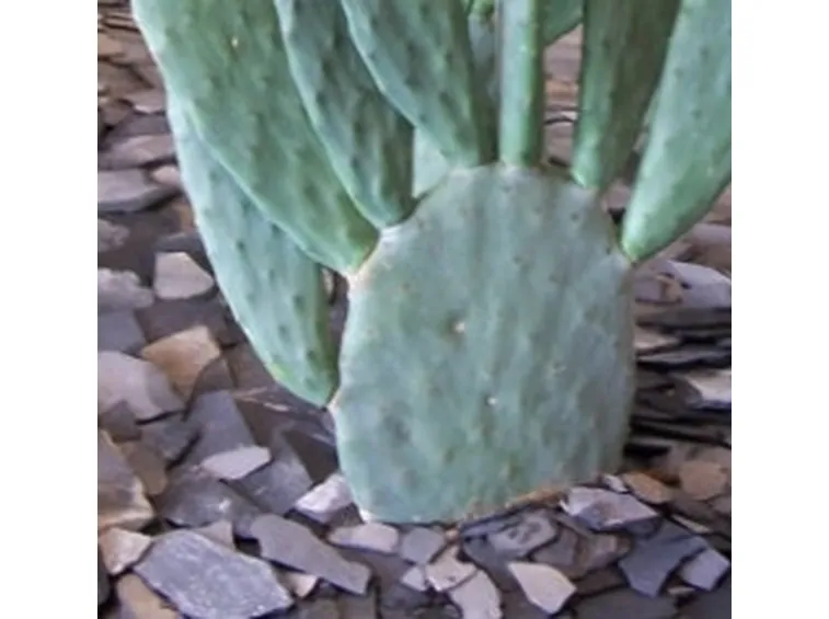 succulenza