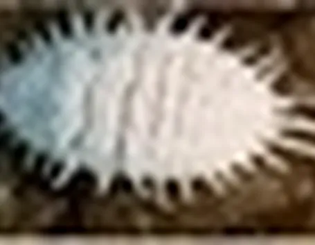 cocciniglia