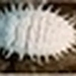 cocciniglia