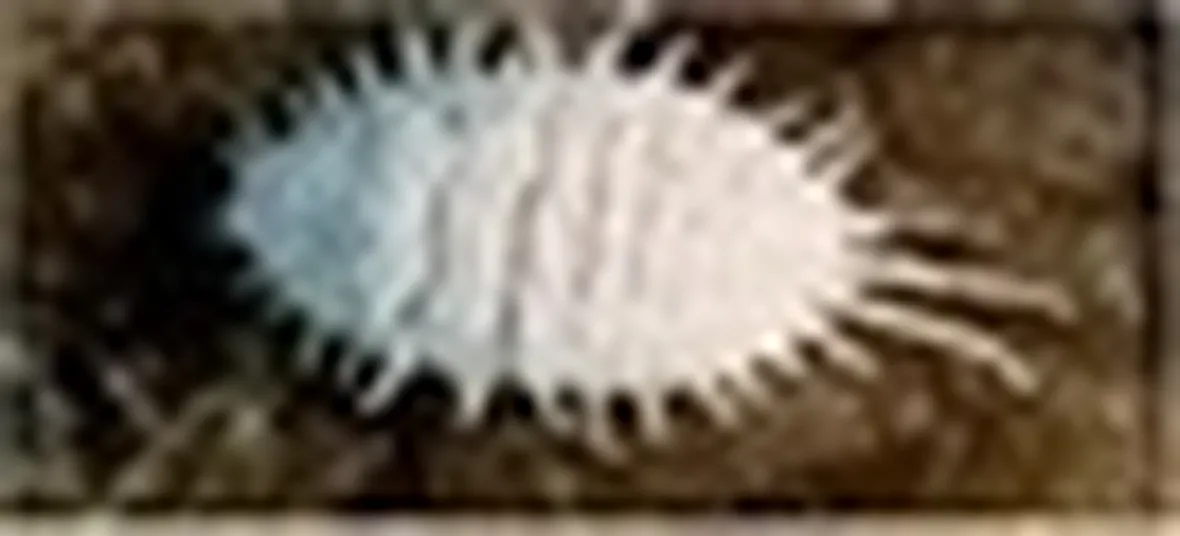 cocciniglia