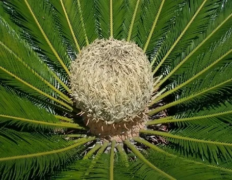 cycas