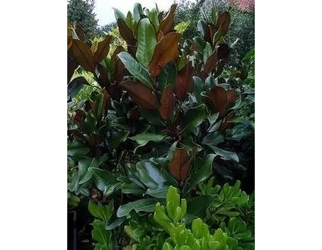 magnolia