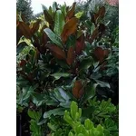magnolia