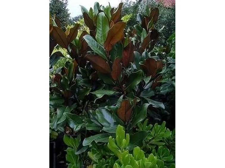 magnolia