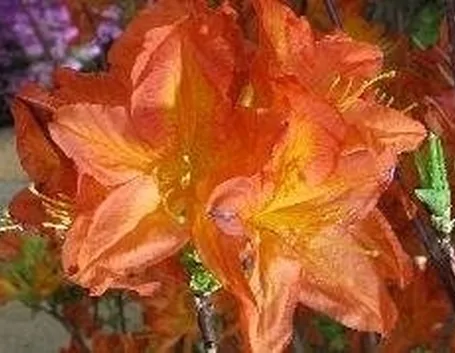 Azalea