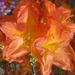 Azalea
