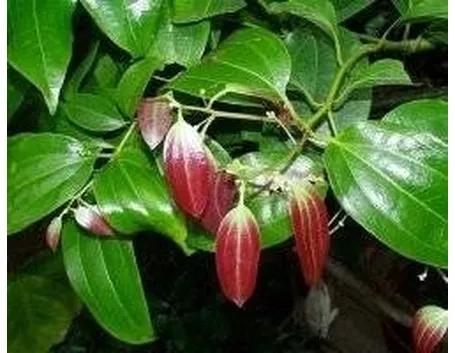 Foglie di canfora
