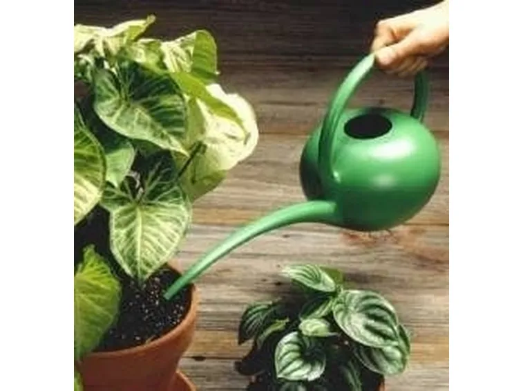 Piante in vaso