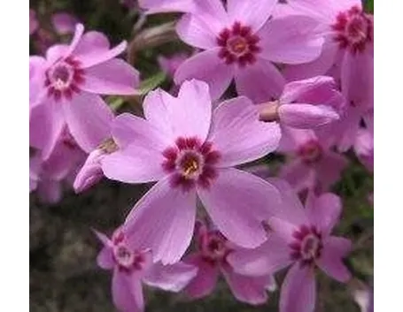 Phlox