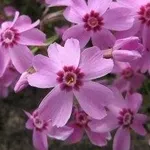 Phlox