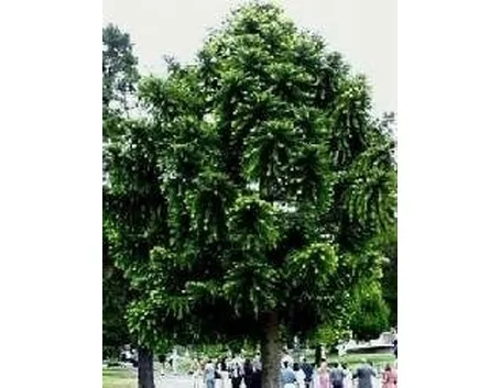 araucaria