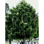 araucaria