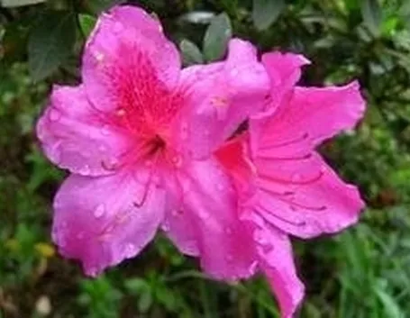 azalea