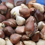 Adulto di oziorrinco