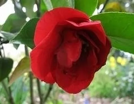 camelia