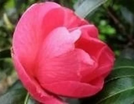 bobbiolo di camelia