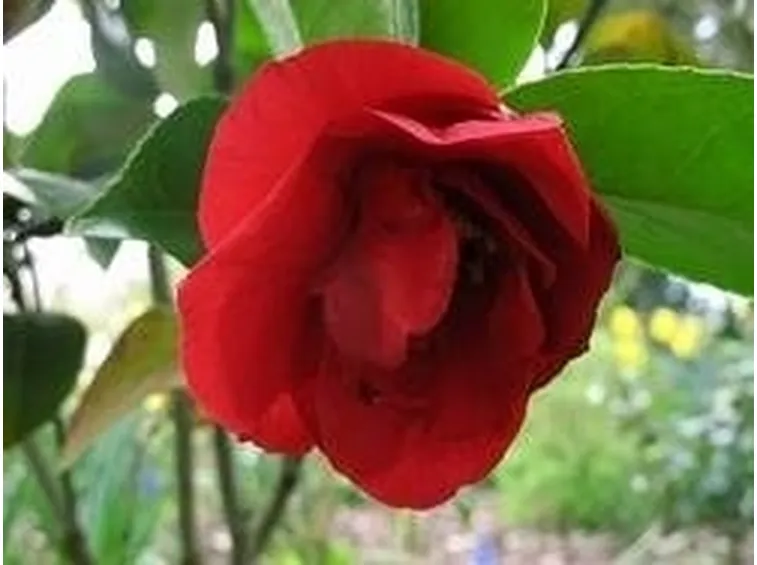 Camelia