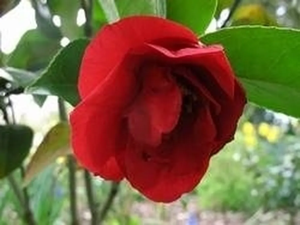Camelia