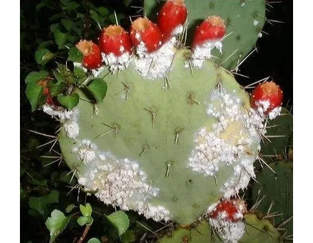 cocciniglia