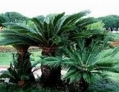 cycas
