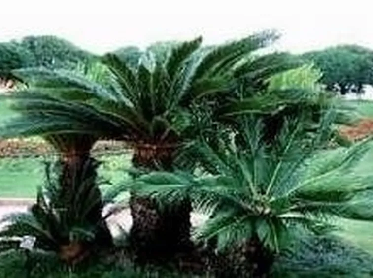cycas