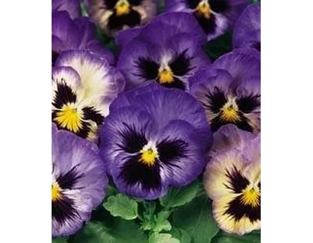 Viole