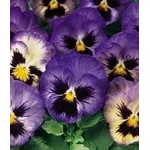 Viole