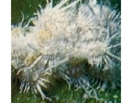 http://static.giardinaggio.it/parassiti/cocciniglia_N1.jpg