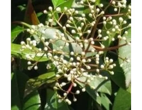 Fotinia fiori