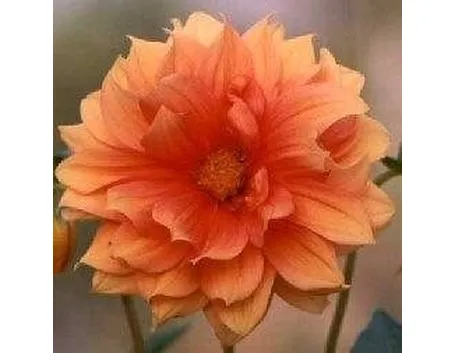 Dhalia