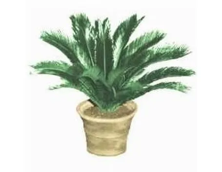Cycas