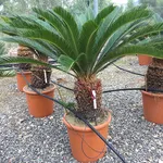 cycas