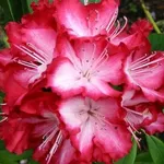 rododendro