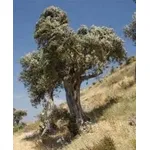 Ulivo