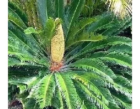 Fiore di cycas