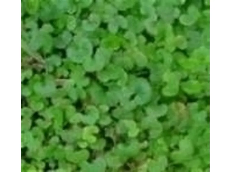 Dichondra