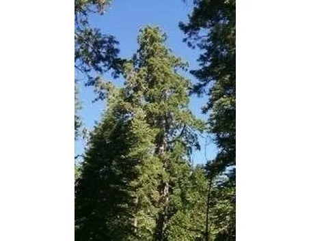 Sequoia