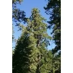 Sequoia