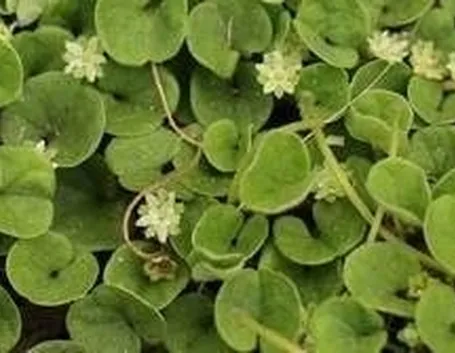 Dichondra