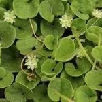 Dichondra