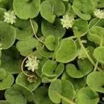 dichondra