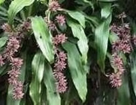 dracena 
