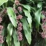 dracena 