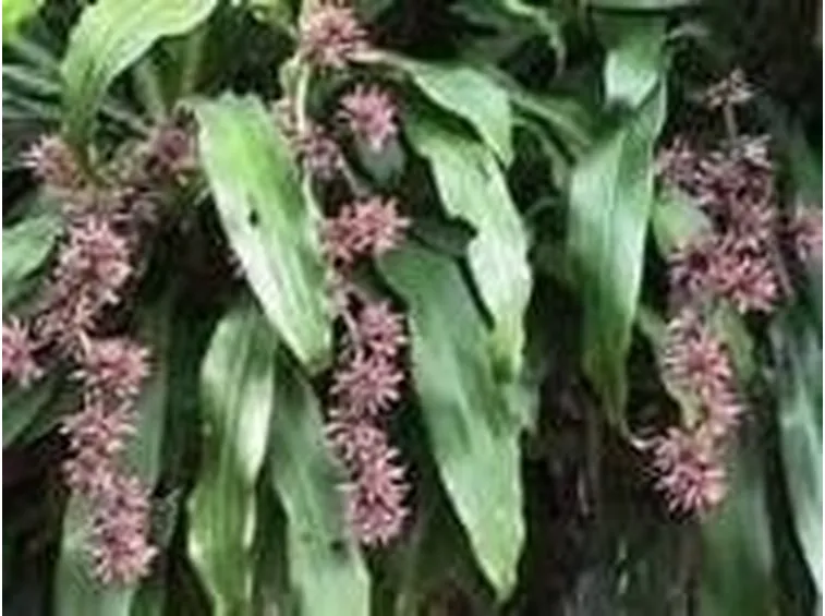 dracena 
