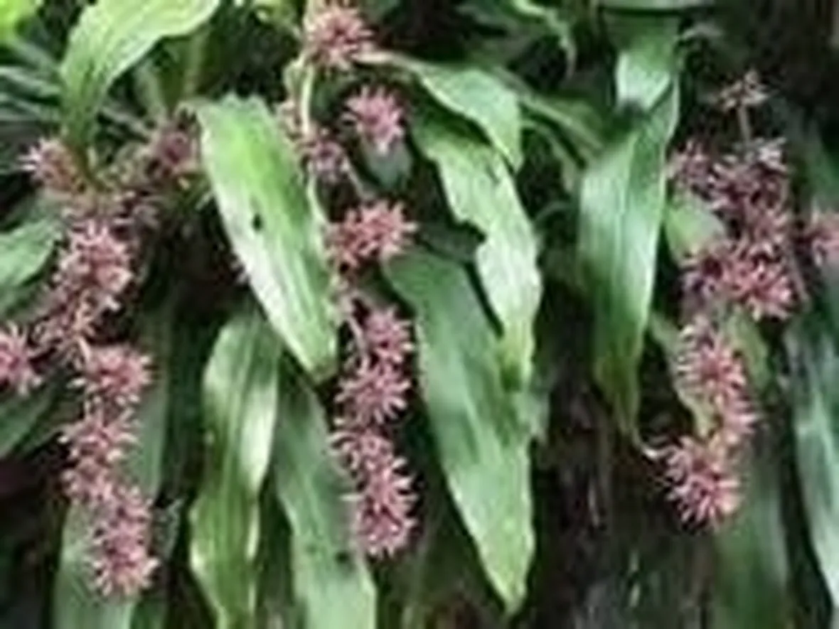 dracena 