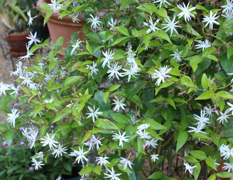 jasminum
