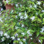 jasminum