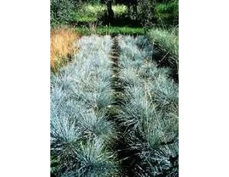 festuca