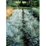festuca