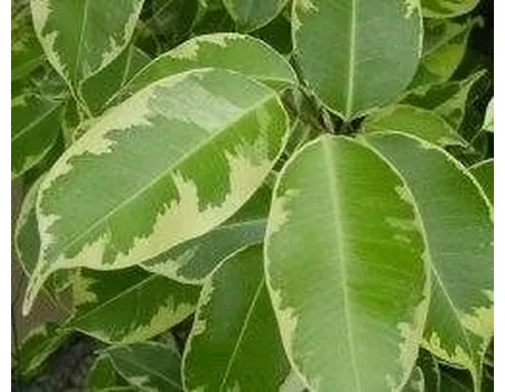 ficus